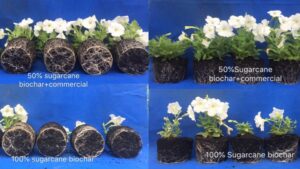 Biochar Effects on Plant Growth in Ornamentals