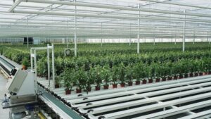 Boekestyn Greenhouses Takes a Big Step Toward Fully Automated Plant Production