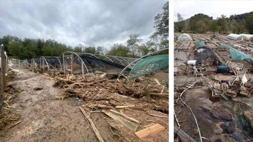 Advice From Other Growers on Coming Back From a Natural Disaster