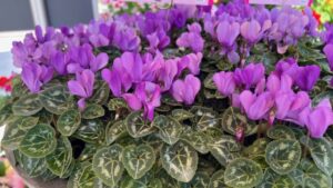 Video Spotlight: How to Enjoy Your Cyclamen for Longer