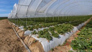 California Nursery Industry Struggles with Sustainability and Climate Challenges