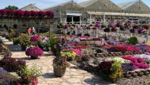 Video Spotlight: Syngenta Flowers Top Performers at Summer Trials