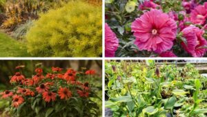 Perennials with Fall Appeal: Planning Now for Next Year