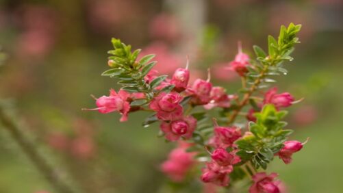 Israeli Breeders Announce New 2026 California Spring Trials Location