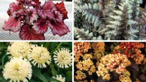 Terra Nova Plant Pairings for Popular 2026 Paint Colors of the Year