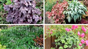 Terra Nova Showcases Its Signature Trailing Plant Collections