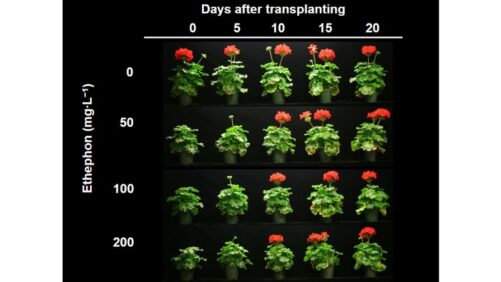 Ethephon Drenches Now Labeled and Approved with Collate