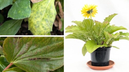 How to Correct Nutrient Issues in Begonias, Gerberas, and Osteospermum
