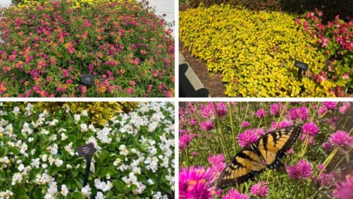 Highlights from 2025 Field Trials: Cincinnati Zoo and Botanical Gardens