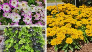 Highlights from 2025 Field Trials: D.S. Cole Growers