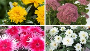 8 More New All-America Selections Winners Announced for 2026