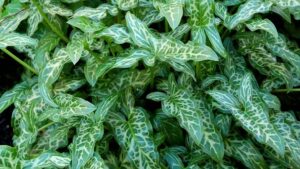 Video Spotlight: Tips To Keep Houseplants Healthy During the Winter