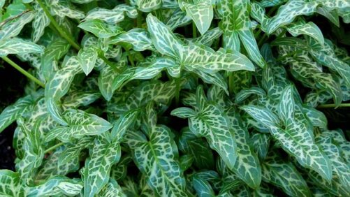 Video Spotlight: Tips To Keep Houseplants Healthy During the Winter