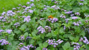 Here Are Some of the New Varieties You Tried This Year