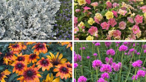 Highlights from 2025 Field Trials: Colorado State University