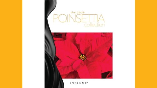 InBlume Debuts New 2026 Poinsettia Collection Inspired by Fashion
