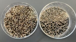Why Seed Cleaning Is a Critical But Often Overlooked Process