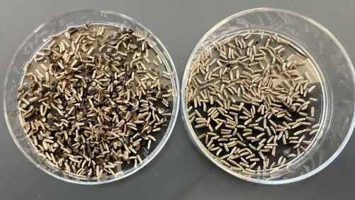 Why Seed Cleaning Is a Critical But Often Overlooked Process