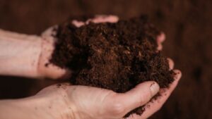 Building a Sustainable Future for Peat Through Policy and Innovation