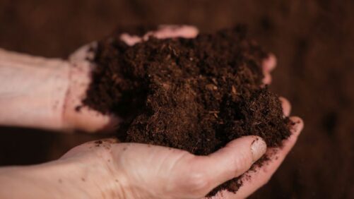 Building a Sustainable Future for Peat Through Policy and Innovation