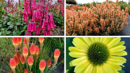 Terra Nova Varieties Receive Top Marks in U.S. Plant Trial Programs