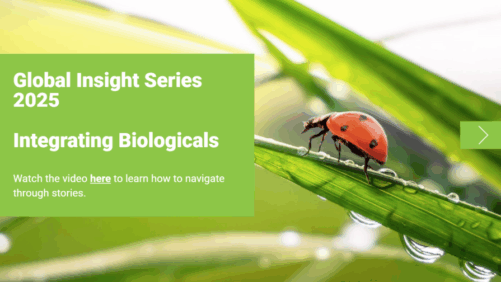 How Greenhouse Growers Are Establishing Targeted Biological Management Programs