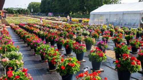 Highlights from 2025 Field Trials: Metrolina Greenhouses