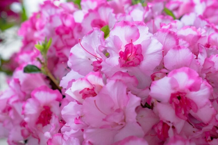 2026 “People’s Choice” — Shrub