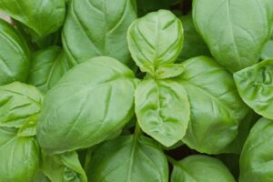 2026 “Professional’s Choice”  — Edible