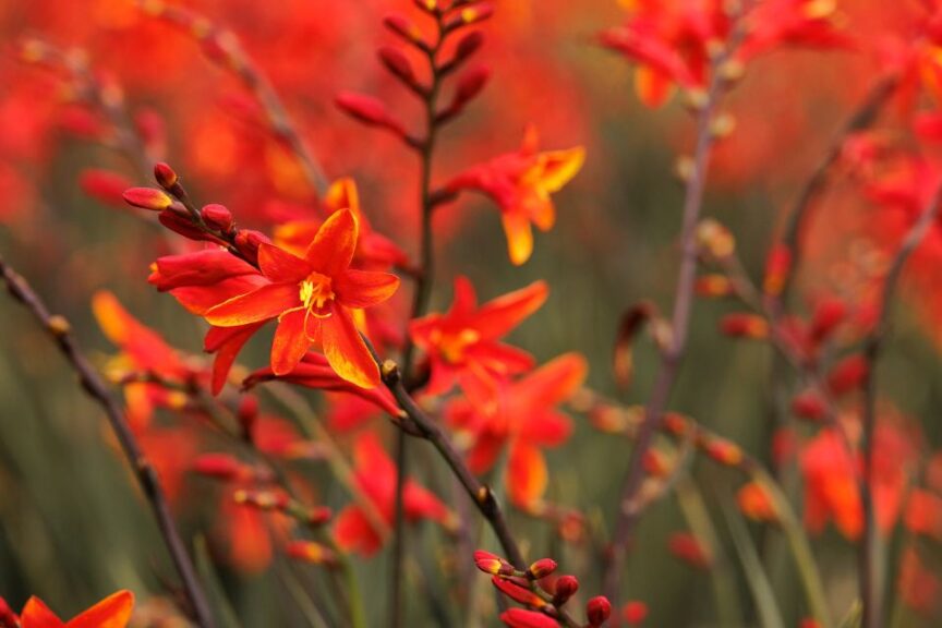 2026 “Professional’s Choice”  — Perennial