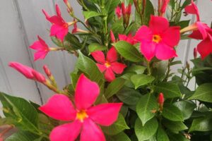 2026 “Professional’s Choice”  — Annual