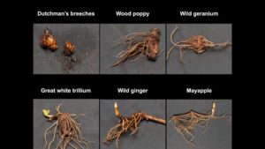 How to Fertilize Woodland Wildflowers for Container Production