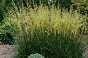 2026 “People’s Choice” — Perennial