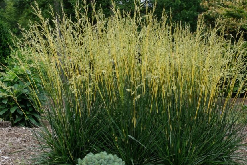 2026 “People’s Choice” — Perennial