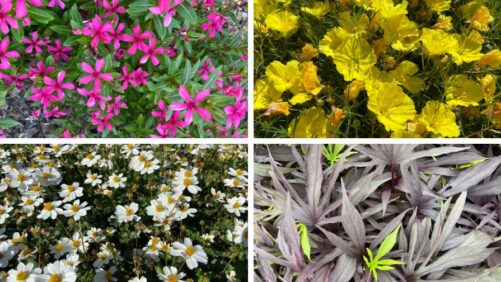 Highlights from 2025 Field Trials: North Carolina State University