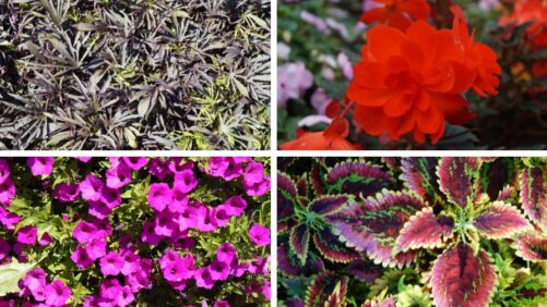 Highlights from 2025 Field Trials: University of Minnesota