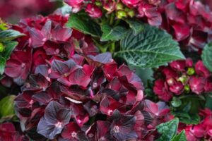 2026 “Professional’s Choice”  — Shrub