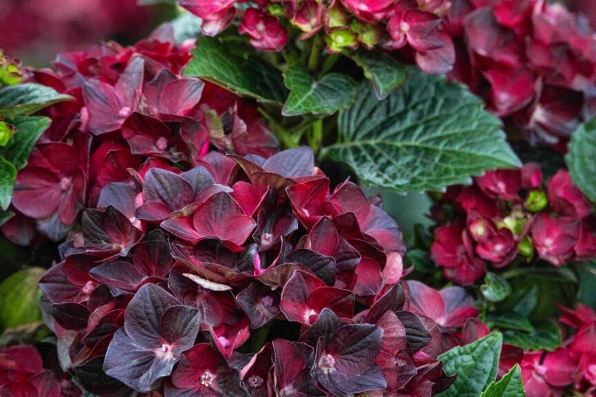 2026 “Professional’s Choice”  — Shrub