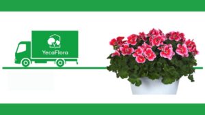 Locally Grown Selecta One Geraniums to Be Introduced at YecaFlora