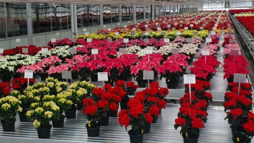 Highlights and Results from Plantpeddler’s 2025 Poinsettia Variety Day