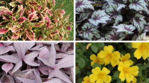 Proven Winners Varieties That Won at the 2025 FlameProof Awards