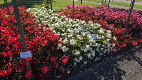 Highlights from 2025 Field Trials: Boerner Botanical Gardens