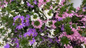 X: As in, the Fanatix series of Scaevola at Syngenta Flowers