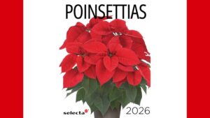 Selecta One Releases New Poinsettias Catalog for 2026