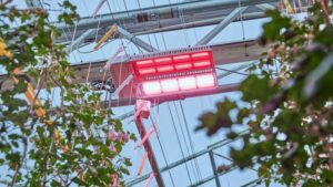 Why Signify Is Now a Part of the Plant Empowerment Network