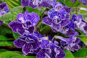 2026 “Professional’s Choice”  — Houseplant