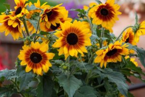 2026 “People’s Choice” — Annual