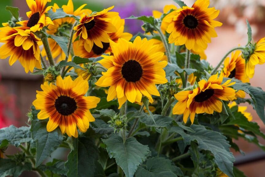 2026 “People’s Choice” — Annual