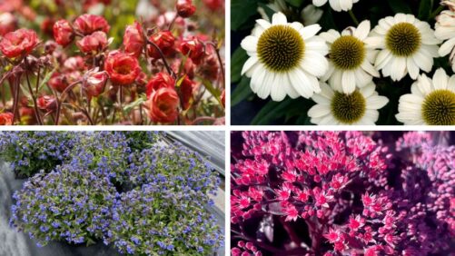 More Terra Nova Varieties Score Strong Results in 2025 Field Trials