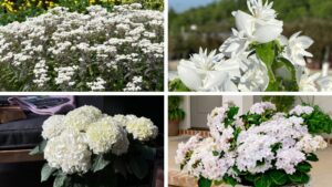 Pantone 2026 Color of the Year Varieties